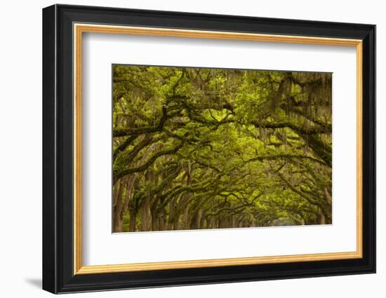 Georgia, Savannah, Oaks Covered in Moss at Wormsloe Plantation-Joanne Wells-Framed Photographic Print