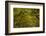 Georgia, Savannah, Oaks Covered in Moss at Wormsloe Plantation-Joanne Wells-Framed Photographic Print