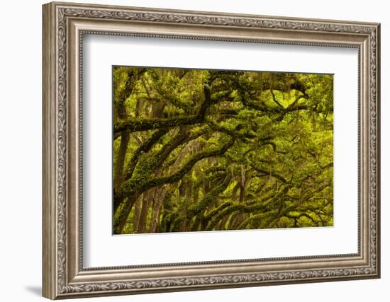 Georgia, Savannah, Oaks Covered in Moss at Wormsloe Plantation-Joanne Wells-Framed Photographic Print