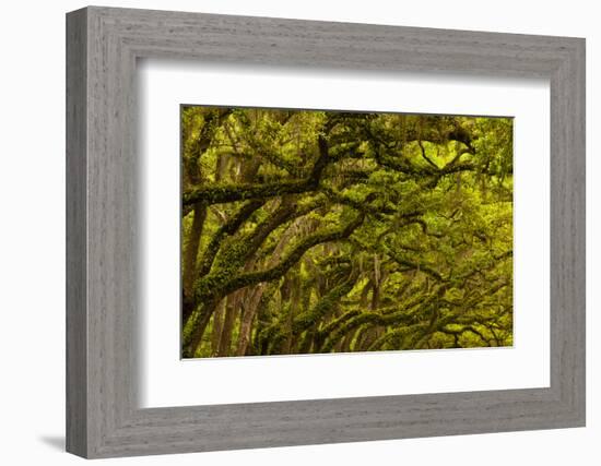 Georgia, Savannah, Oaks Covered in Moss at Wormsloe Plantation-Joanne Wells-Framed Photographic Print