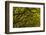 Georgia, Savannah, Oaks Covered in Moss at Wormsloe Plantation-Joanne Wells-Framed Photographic Print