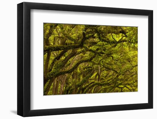 Georgia, Savannah, Oaks Covered in Moss at Wormsloe Plantation-Joanne Wells-Framed Photographic Print