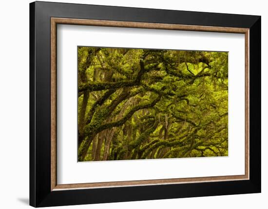 Georgia, Savannah, Oaks Covered in Moss at Wormsloe Plantation-Joanne Wells-Framed Photographic Print