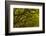 Georgia, Savannah, Oaks Covered in Moss at Wormsloe Plantation-Joanne Wells-Framed Photographic Print