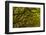 Georgia, Savannah, Oaks Covered in Moss at Wormsloe Plantation-Joanne Wells-Framed Photographic Print