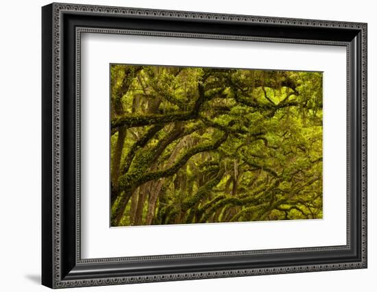 Georgia, Savannah, Oaks Covered in Moss at Wormsloe Plantation-Joanne Wells-Framed Photographic Print