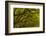 Georgia, Savannah, Oaks Covered in Moss at Wormsloe Plantation-Joanne Wells-Framed Photographic Print