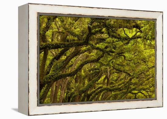 Georgia, Savannah, Oaks Covered in Moss at Wormsloe Plantation-Joanne Wells-Framed Premier Image Canvas