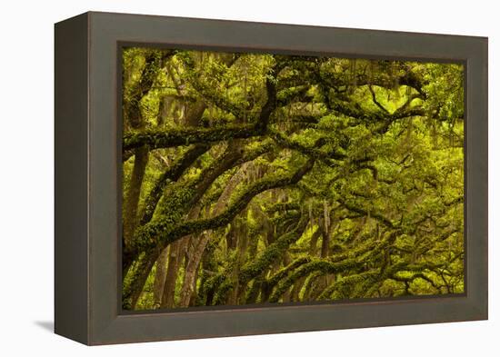 Georgia, Savannah, Oaks Covered in Moss at Wormsloe Plantation-Joanne Wells-Framed Premier Image Canvas