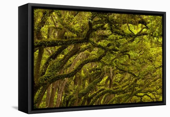 Georgia, Savannah, Oaks Covered in Moss at Wormsloe Plantation-Joanne Wells-Framed Premier Image Canvas