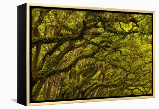 Georgia, Savannah, Oaks Covered in Moss at Wormsloe Plantation-Joanne Wells-Framed Premier Image Canvas