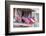 Georgia, Savannah, River Street, Flags-Jim Engelbrecht-Framed Photographic Print