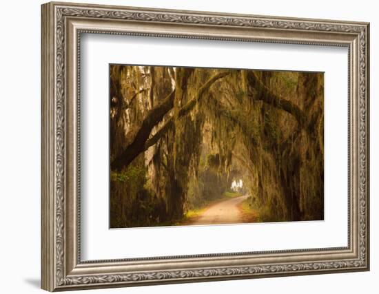 Georgia, Savannah, Savannah NWR, Moss Draped Oaks Along Drive-Joanne Wells-Framed Photographic Print