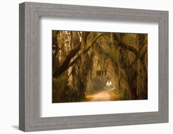 Georgia, Savannah, Savannah NWR, Moss Draped Oaks Along Drive-Joanne Wells-Framed Photographic Print