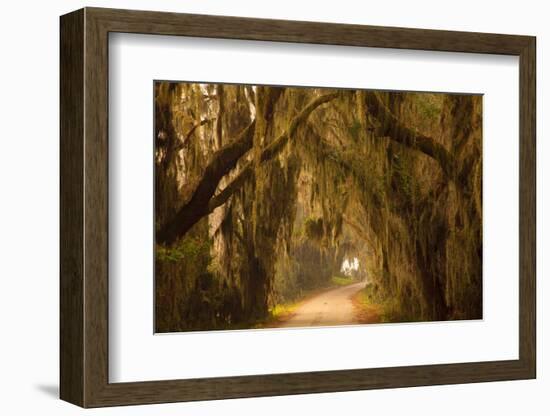 Georgia, Savannah, Savannah NWR, Moss Draped Oaks Along Drive-Joanne Wells-Framed Photographic Print