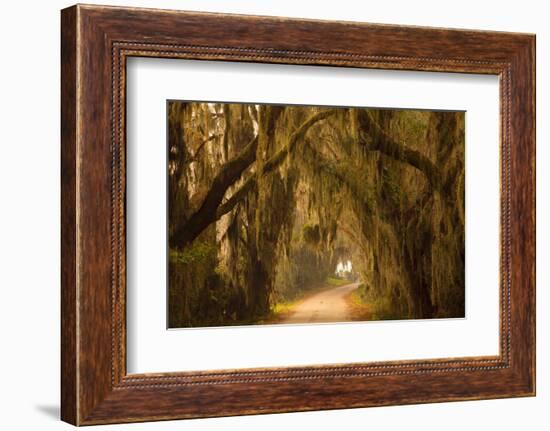 Georgia, Savannah, Savannah NWR, Moss Draped Oaks Along Drive-Joanne Wells-Framed Photographic Print