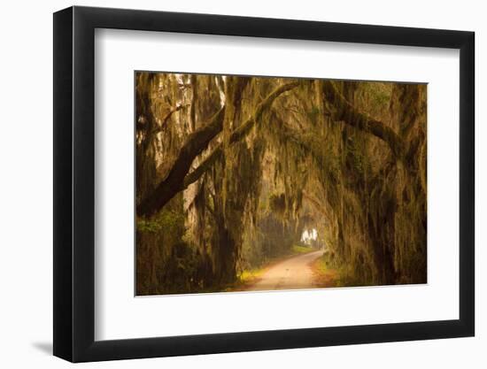 Georgia, Savannah, Savannah NWR, Moss Draped Oaks Along Drive-Joanne Wells-Framed Photographic Print