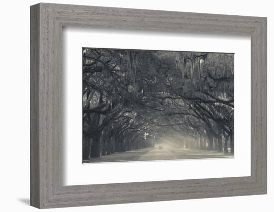 Georgia, Savannah, Wormsloe State Historic Site, Live Oak Avenue-Walter Bibikow-Framed Photographic Print