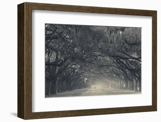 Georgia, Savannah, Wormsloe State Historic Site, Live Oak Avenue-Walter Bibikow-Framed Photographic Print