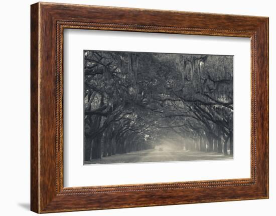 Georgia, Savannah, Wormsloe State Historic Site, Live Oak Avenue-Walter Bibikow-Framed Photographic Print