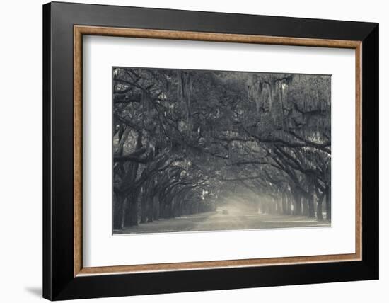 Georgia, Savannah, Wormsloe State Historic Site, Live Oak Avenue-Walter Bibikow-Framed Photographic Print