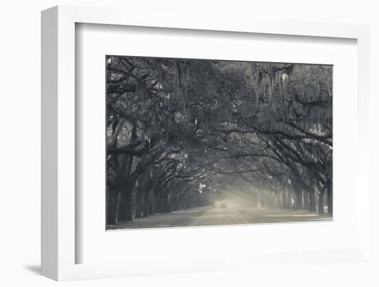 Georgia, Savannah, Wormsloe State Historic Site, Live Oak Avenue-Walter Bibikow-Framed Photographic Print