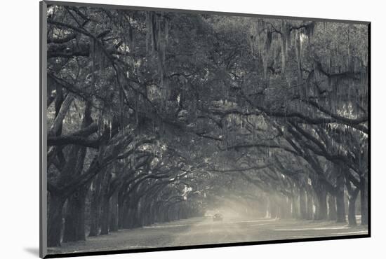 Georgia, Savannah, Wormsloe State Historic Site, Live Oak Avenue-Walter Bibikow-Mounted Photographic Print