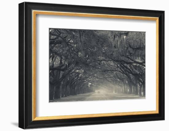 Georgia, Savannah, Wormsloe State Historic Site, Live Oak Avenue-Walter Bibikow-Framed Photographic Print