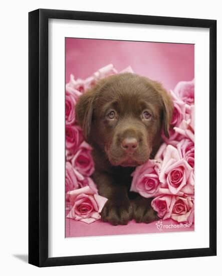 Georgie-Rachael Hale-Framed Photo