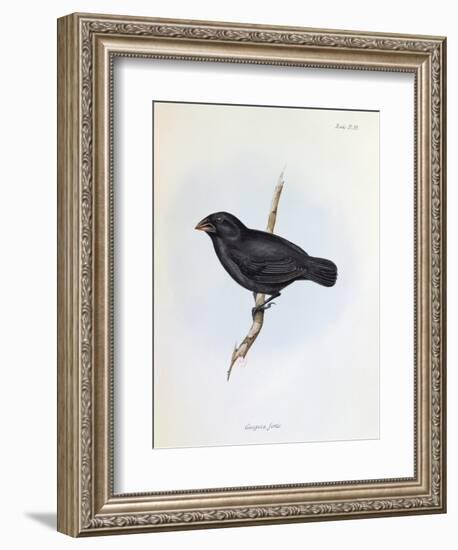 Geospiza Fortis, Illustration from 'The Zoology of the Voyage of H.M.S. Beagle, 1832-36-Charles Darwin-Framed Giclee Print