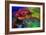 Geothermal Color-Howard Ruby-Framed Photographic Print