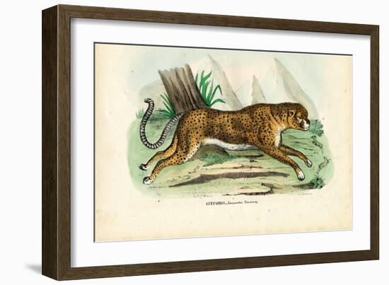 Gepard, 1863-79-Raimundo Petraroja-Framed Giclee Print