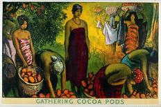 Gathering Cocoa Pods, from the Series 'What Gold Coast Prosperity Means'-Gerald Spencer Pryse-Framed Giclee Print