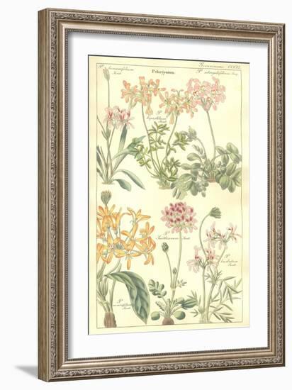 Geraniaceae Plate 306-Porter Design-Framed Giclee Print