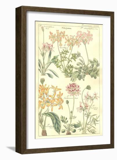 Geraniaceae Plate 306-Porter Design-Framed Giclee Print