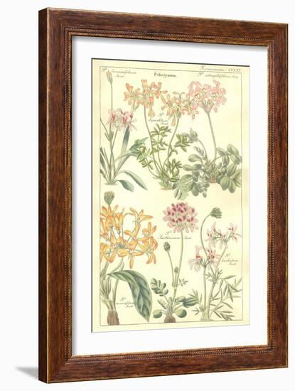 Geraniaceae Plate 306-Porter Design-Framed Giclee Print