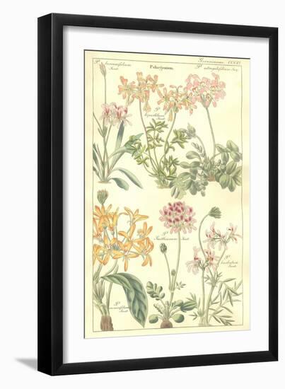 Geraniaceae Plate 306-Porter Design-Framed Giclee Print