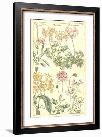 Geraniaceae Plate 306-Porter Design-Framed Giclee Print