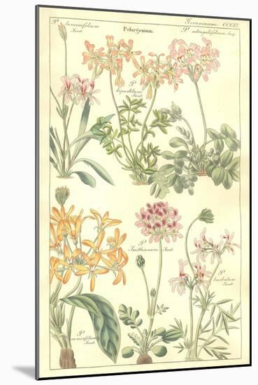 Geraniaceae Plate 306-Porter Design-Mounted Giclee Print