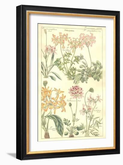 Geraniaceae Plate 306-Porter Design-Framed Giclee Print