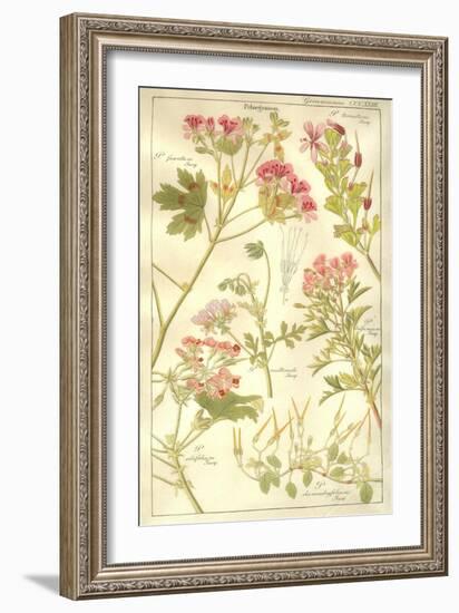 Geraniaceae Plate 323-Porter Design-Framed Giclee Print