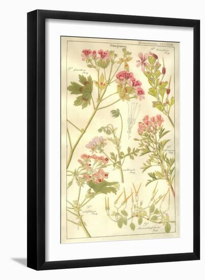 Geraniaceae Plate 323-Porter Design-Framed Giclee Print