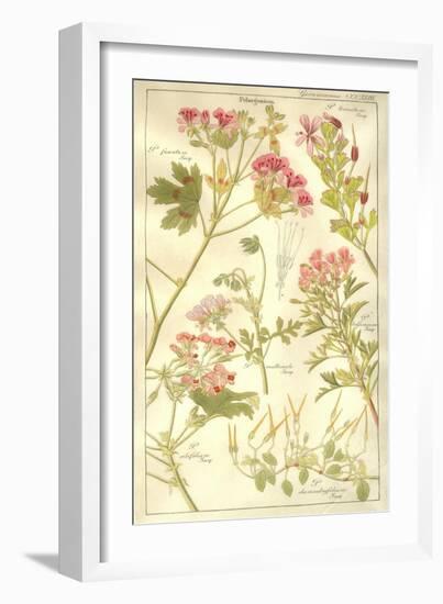 Geraniaceae Plate 323-Porter Design-Framed Giclee Print