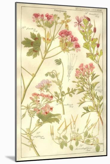 Geraniaceae Plate 323-Porter Design-Mounted Giclee Print