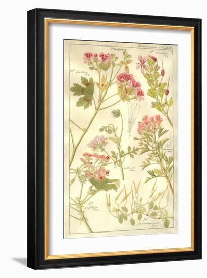 Geraniaceae Plate 323-Porter Design-Framed Giclee Print
