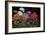 Geranios en el Jardin-J^ Ripoll-Framed Giclee Print