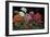 Geranios en el Jardin-J^ Ripoll-Framed Giclee Print