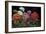 Geranios en el Jardin-J^ Ripoll-Framed Giclee Print