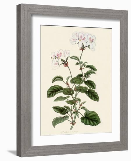 Geranium Betulinum-Henry Andrews-Framed Giclee Print