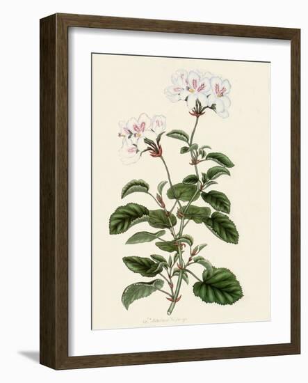 Geranium Betulinum-Henry Andrews-Framed Giclee Print